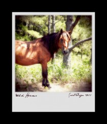 Wild Horses