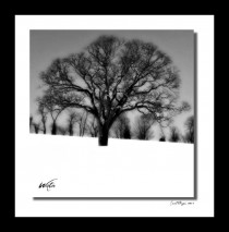 Winter Tree