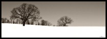 Winter Trees