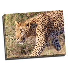 Image of Canvas Print 32 x 24 Gallery Wrap