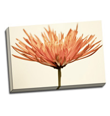 Image of Canvas Print 24 x 16 Gallery Wrap
