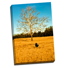 Image of Canvas Print 40 x 60 Gallery Wrap