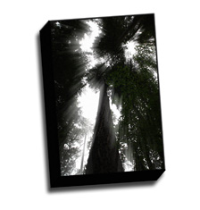 Image of Canvas Print 8 x 12 Gallery Wrap