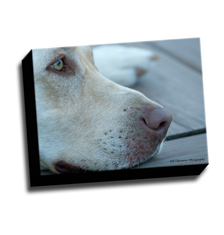 Image of Canvas Print 12 x 9 Gallery Wrap