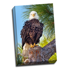 Image of Canvas Print 12 x 18 Gallery Wrap